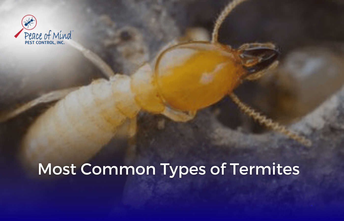 Most Common Types of Termites Peace of Mind Pest Control