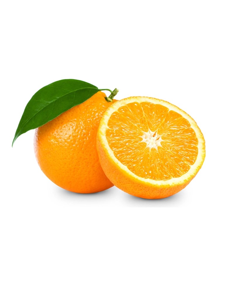 Orange Juice Concentrate Manufacturer & Supplier Pomuna Co