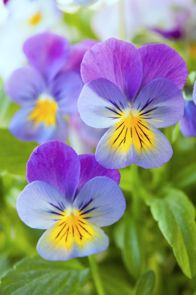 Violets, Pansies, and JohnnyJumpUps The Differences Pond and