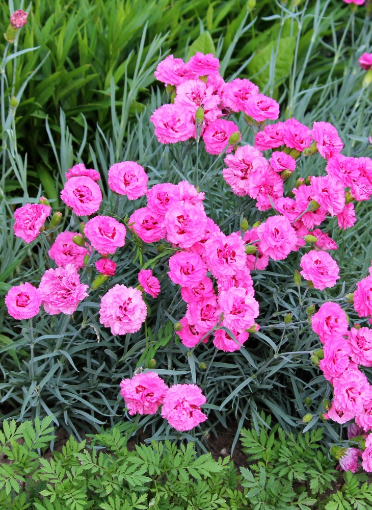 11 OldFashioned Flowers to Create a Vintage Vibe in Your Garden Pond