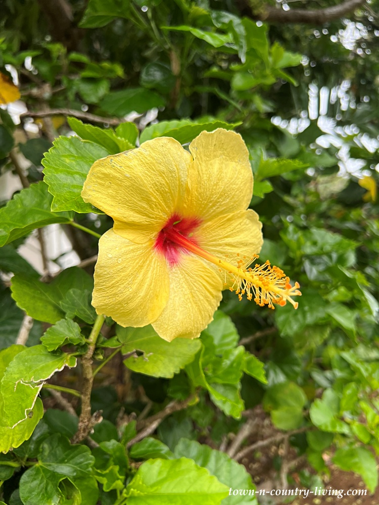 Discover the Stunning Flowers That Give Joy to Kauai, Hawaii Pond and