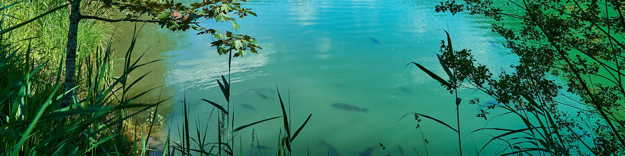 Pond Turnovers Pond Champs