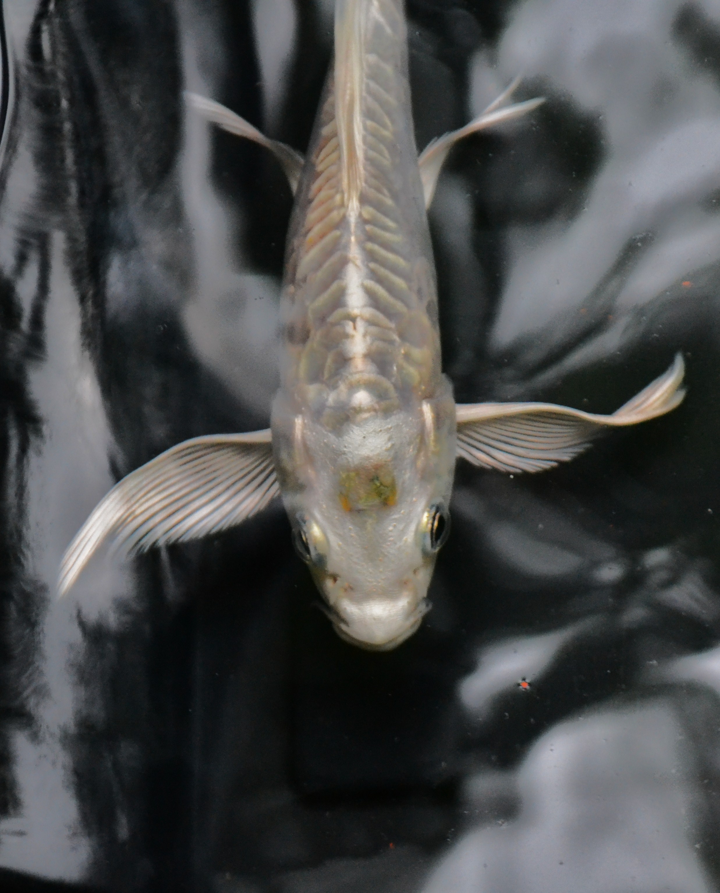 Koi Fish For Sale Pond Doctors