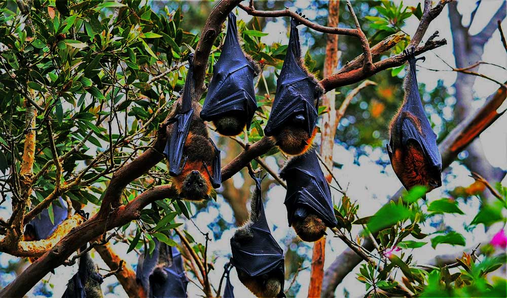 Vampire Bat Species Caught Drinking Human Blood