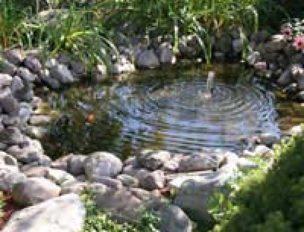 Fast Facts About Ponds Pond Expert