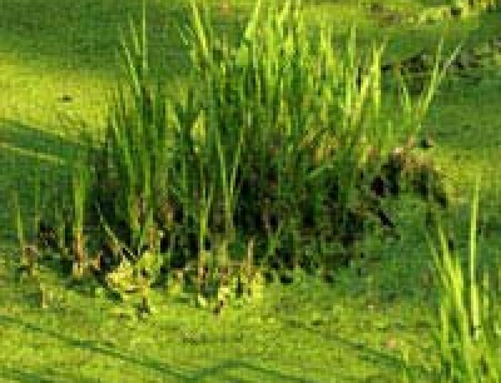 What Could be the Reason for all the Fish Dying? Pond Expert