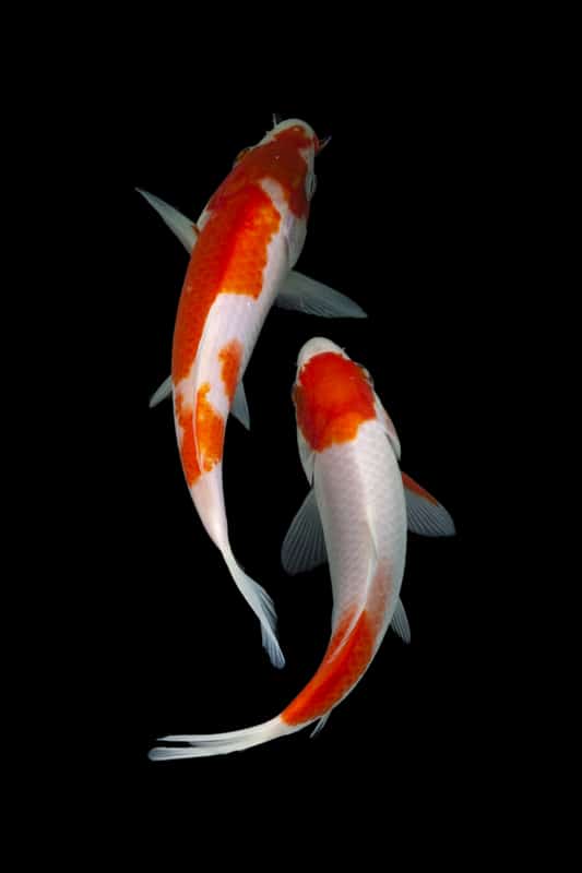 What Kind Of Koi Fish Is Expensive? Pond Heaven