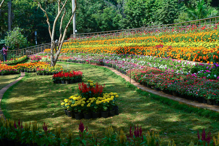 Botanical Garden in Pondicherry Timings, Ticket Price, etc