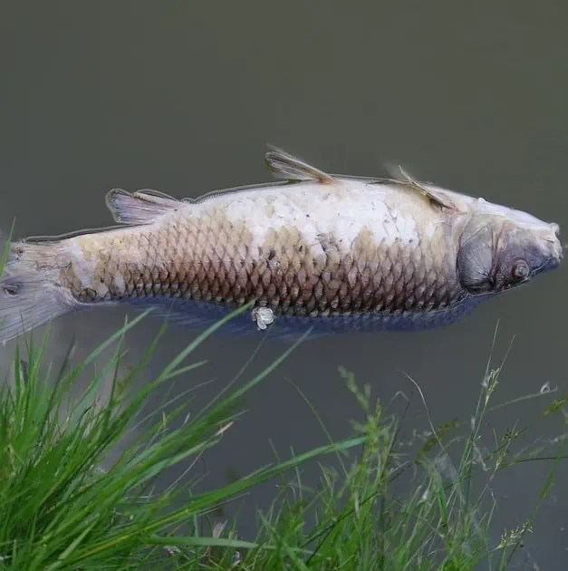 Guide to Copper Sulfate for Ponds & Lakes (Where to Buy) Pond Informer