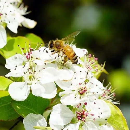 7 Bee Friendly Plants for Pots (Native Picks) Pond Informer