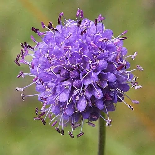 How to Plant & Grow Devil'sBit Scabious (Succisa pratensis) Pond