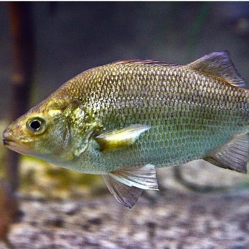 20 Lake Champlain Fish Species (Updated) Pond Informer