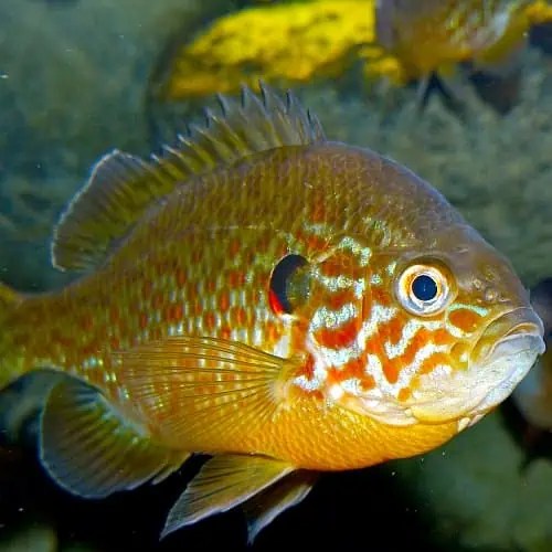 20 Lake Champlain Fish Species (Updated) Pond Informer