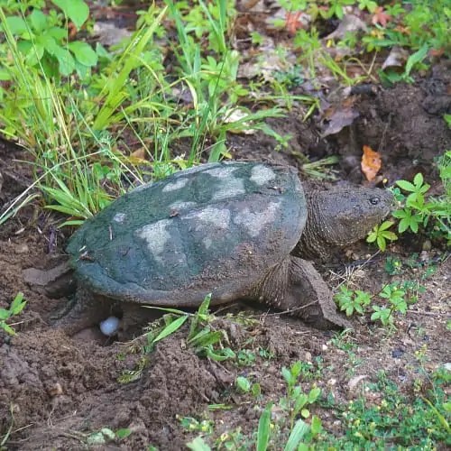 How To Attract Turtles To Your Pond & Yard (Best Methods
