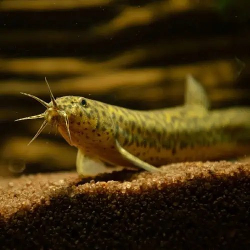 6 Ways to Keep A Pond Pump From Clogging Up Pond Informer