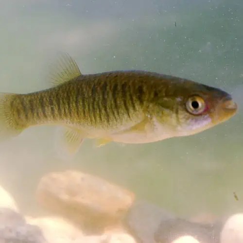 Can You Eat Minnows? (Nutrition & Recipes) Pond Informer