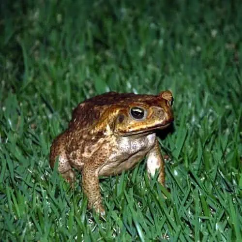 How To Get Toads In Your Garden Fasci Garden