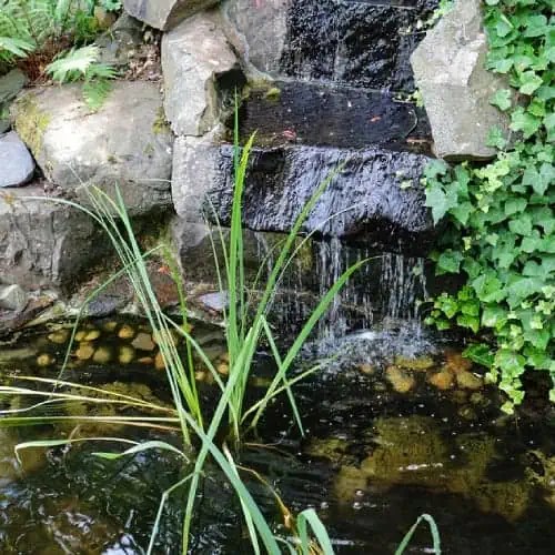 How to Make a Pond Safe for Swimming (12 Steps) Pond Informer