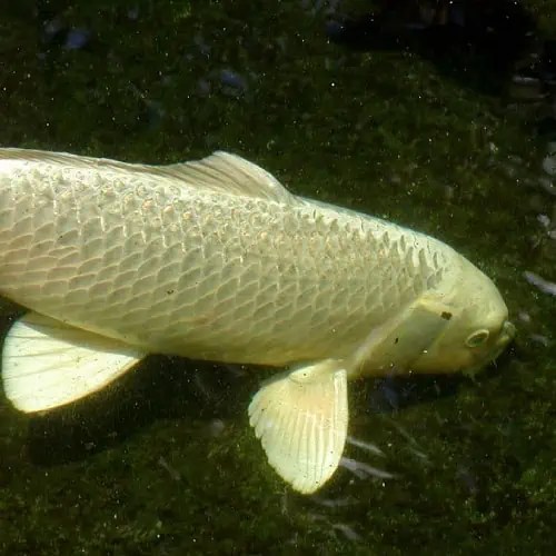 Guide to Koi Behaviors What Do They Mean? Pond Informer