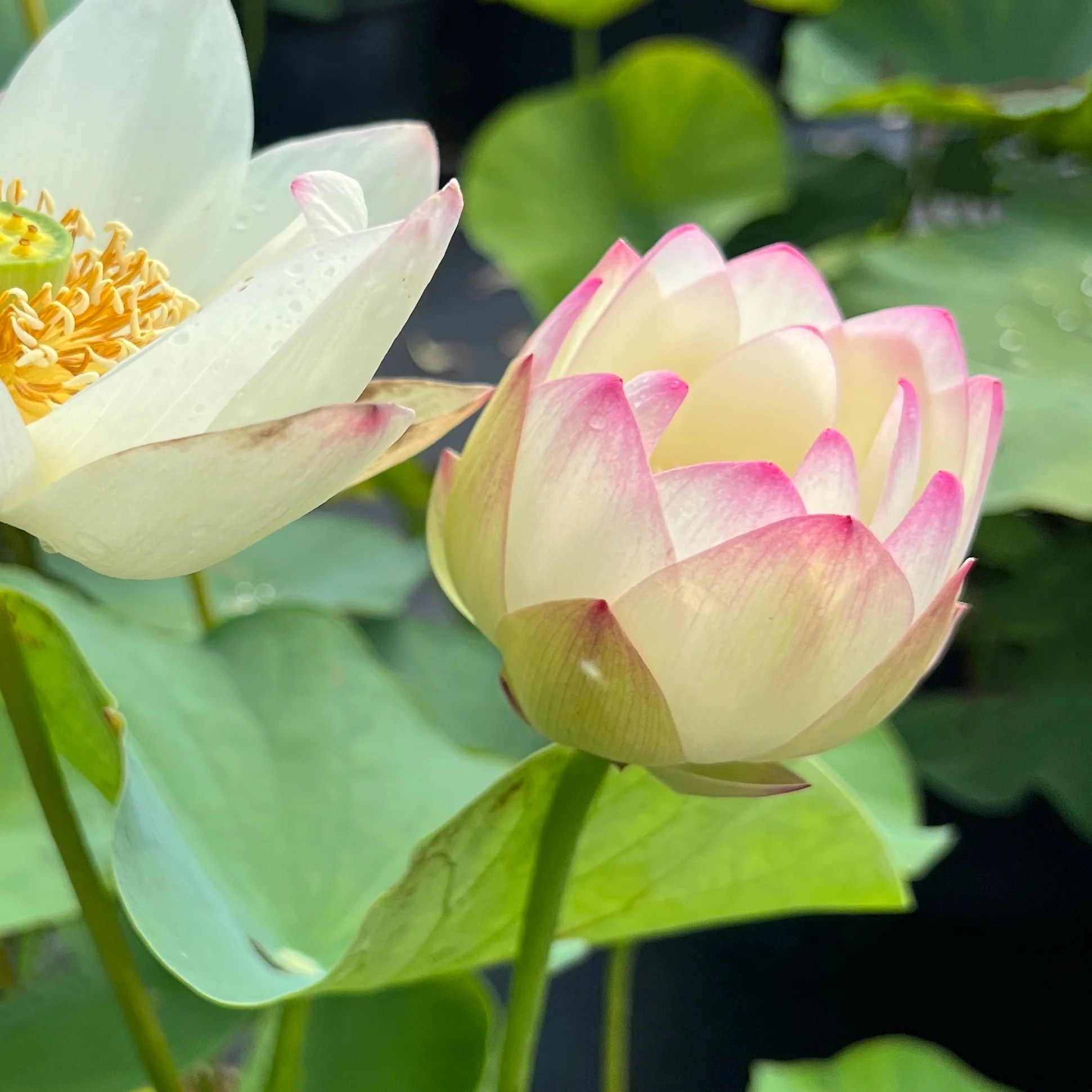 Beauty Gui Lotus