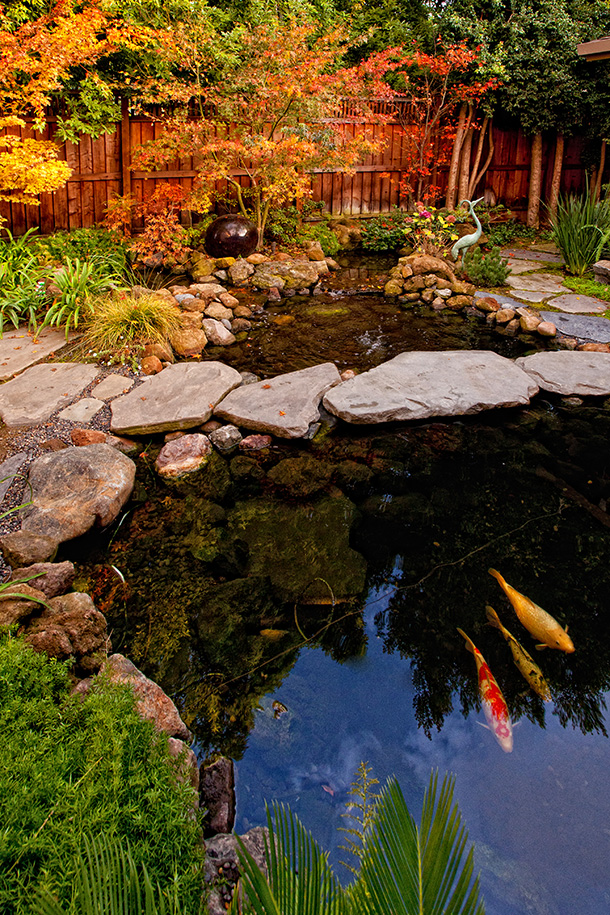 Koi Pond Builder Santa Cruz, Monterey, San Jose, San Francisco Contractor Pond Magic