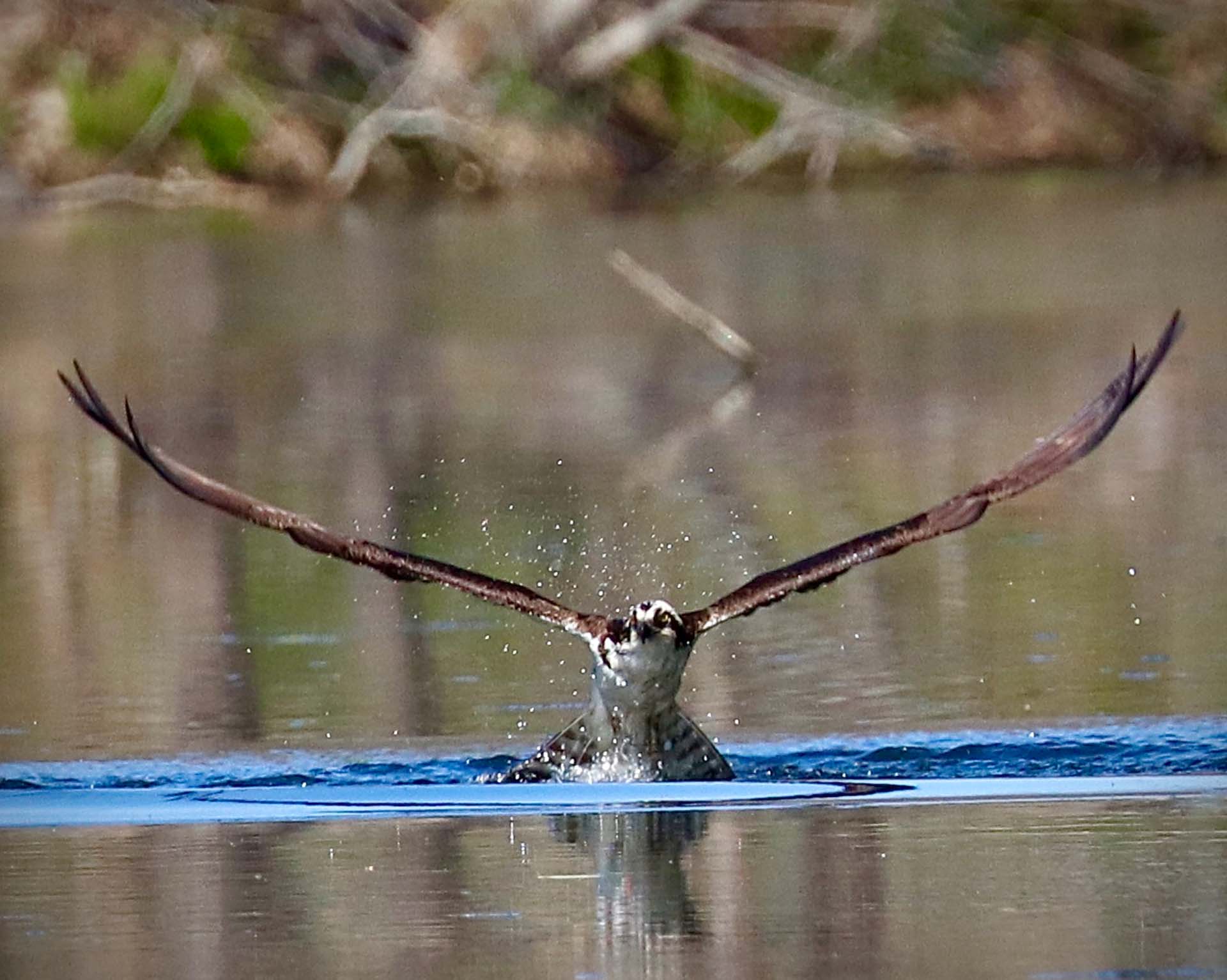 Pond Place Gallery Pond Place Association