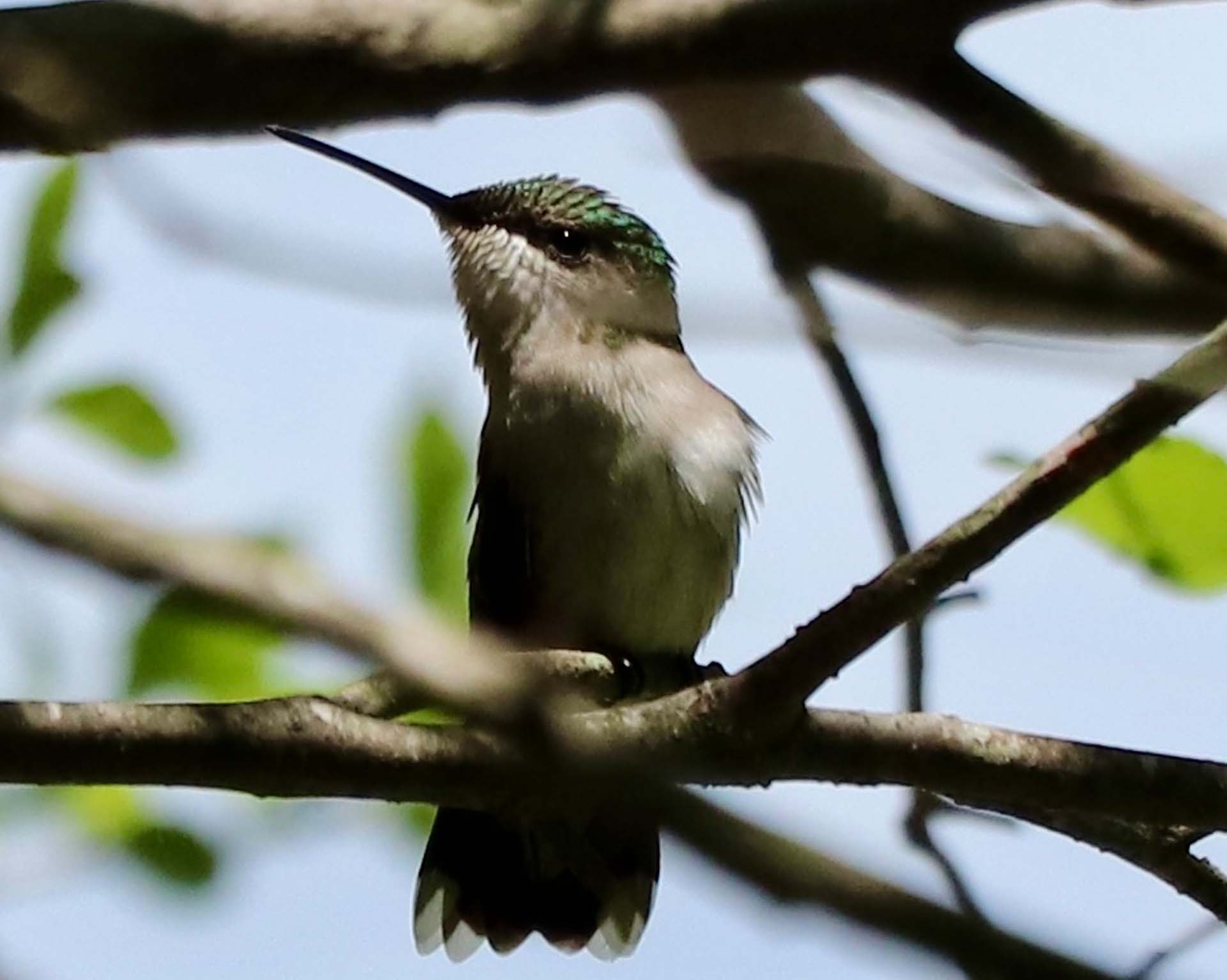 Pond Place Gallery Pond Place Association