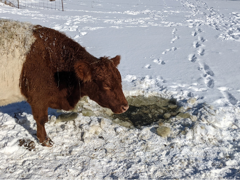 How to Keep Ponds from Freezing for Cattle Proven Tips