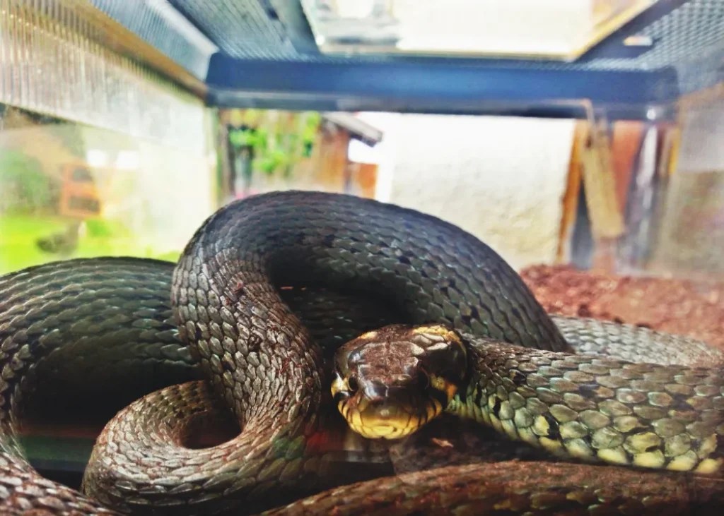 How to Keep Snakes Away from the Pond Proven Strategies