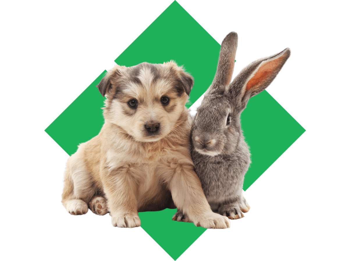 About Pondview Veterinary Clinic Vet in Archbold, OH 43502