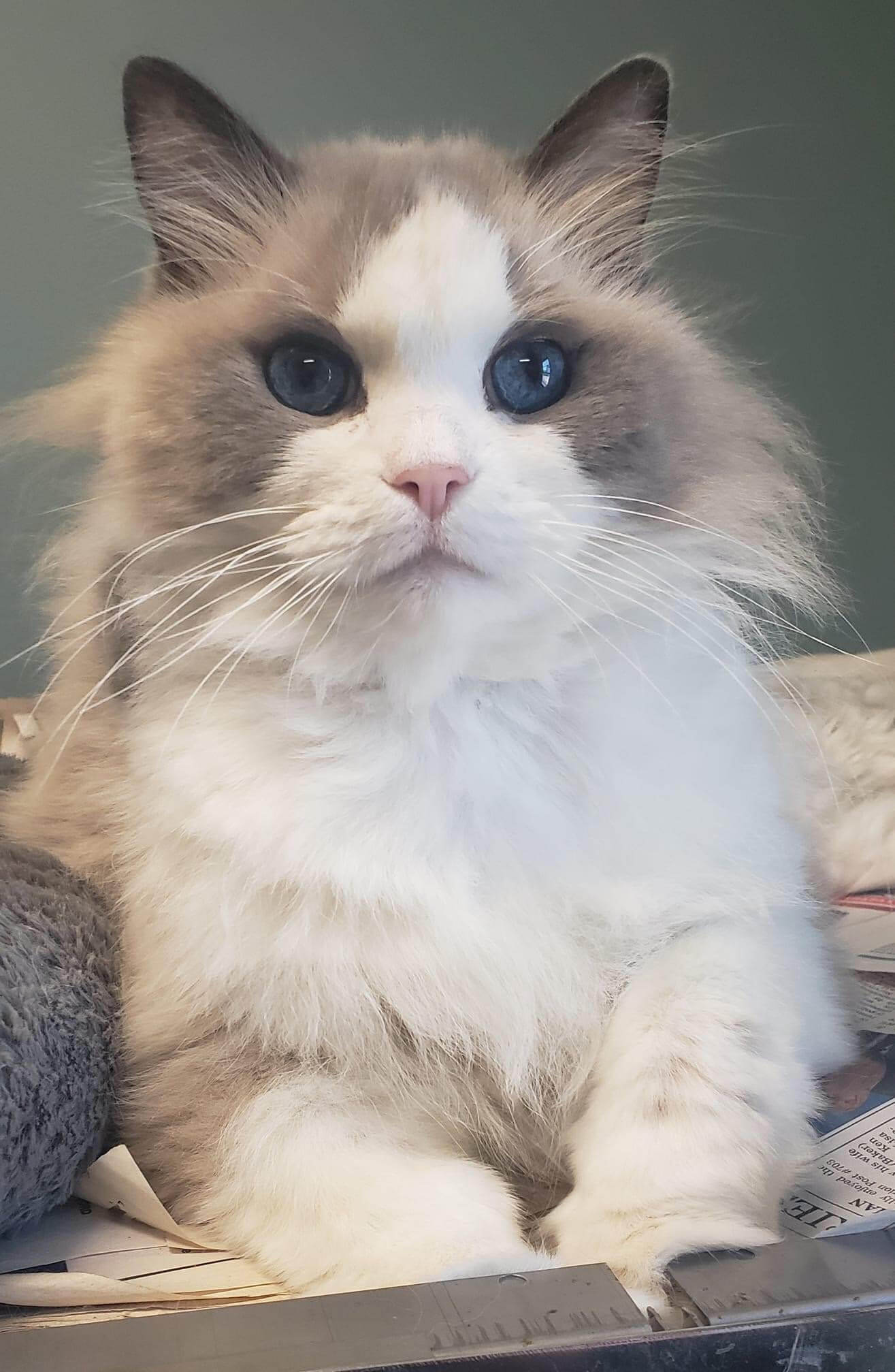 Pondview Veterinary Clinic Patient Gallery Vet in Archbold, OH 43502