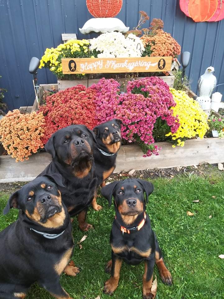 Pondview Veterinary Clinic Patient Gallery Vet in Archbold, OH 43502