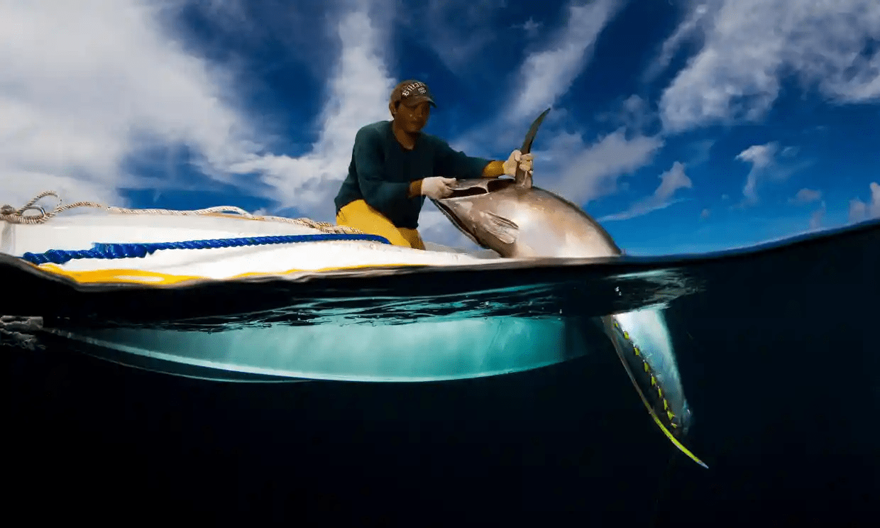 Deal to curb harmful fishing devices a ‘huge win’ for yellowfin tuna
