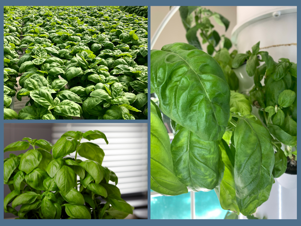 Hydroponic Basil A Complete Indoor and Outdoor Grow Guide