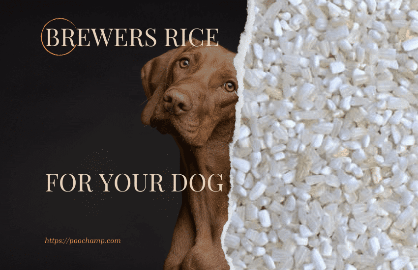 How much chicken and rice to feed dogsimple yet powerful guide