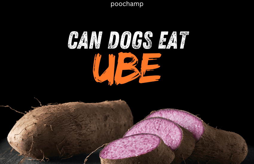 Can Dogs Chew on Corn Cobs? Vet's Advice on Risks