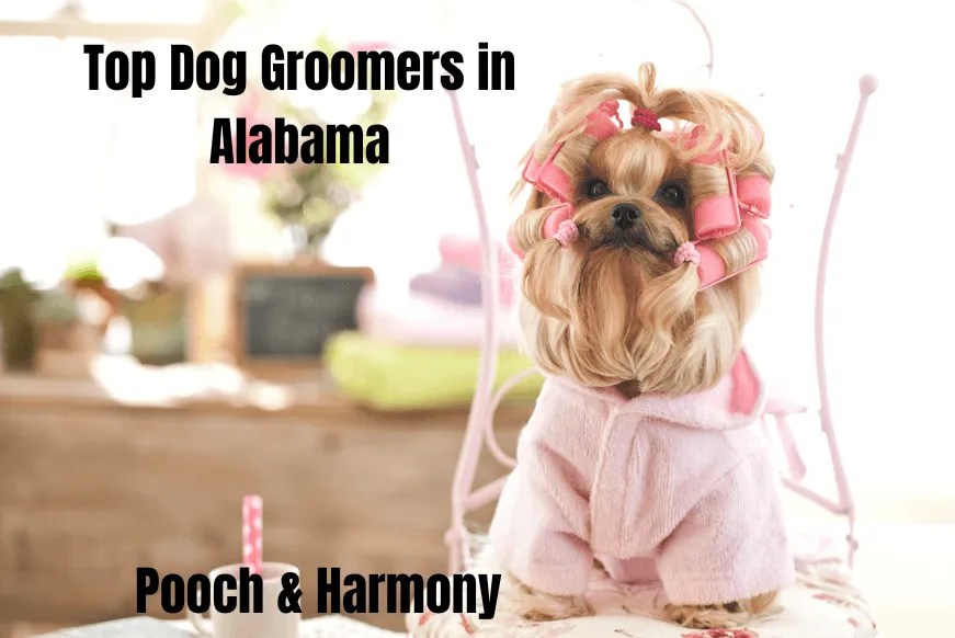 14 Top Dog Groomers in Alabama Pooch & Harmony