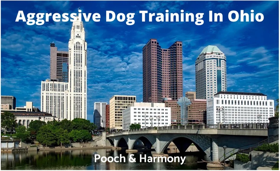 Aggressive Dog Training In Ohio Pooch & Harmony