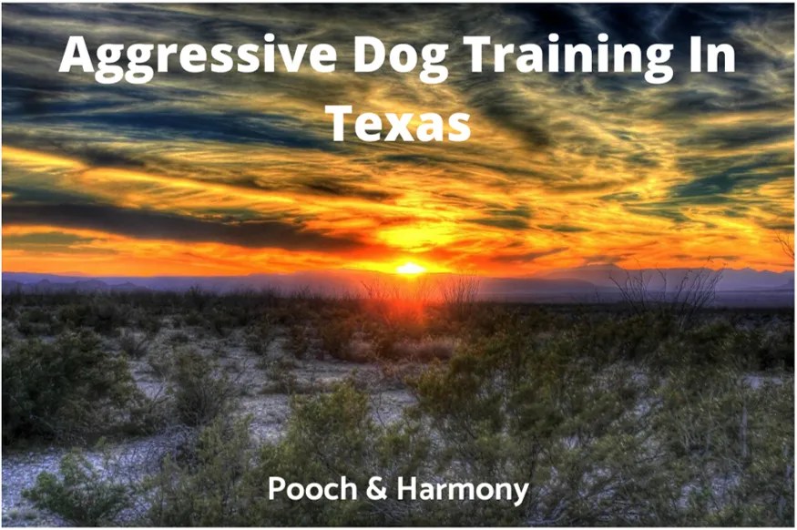 Aggressive Dog Training In Texas Pooch & Harmony