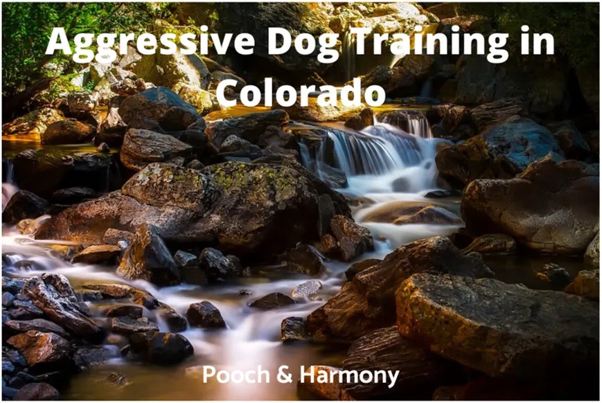 Aggressive Dog Training in Colorado Pooch & Harmony