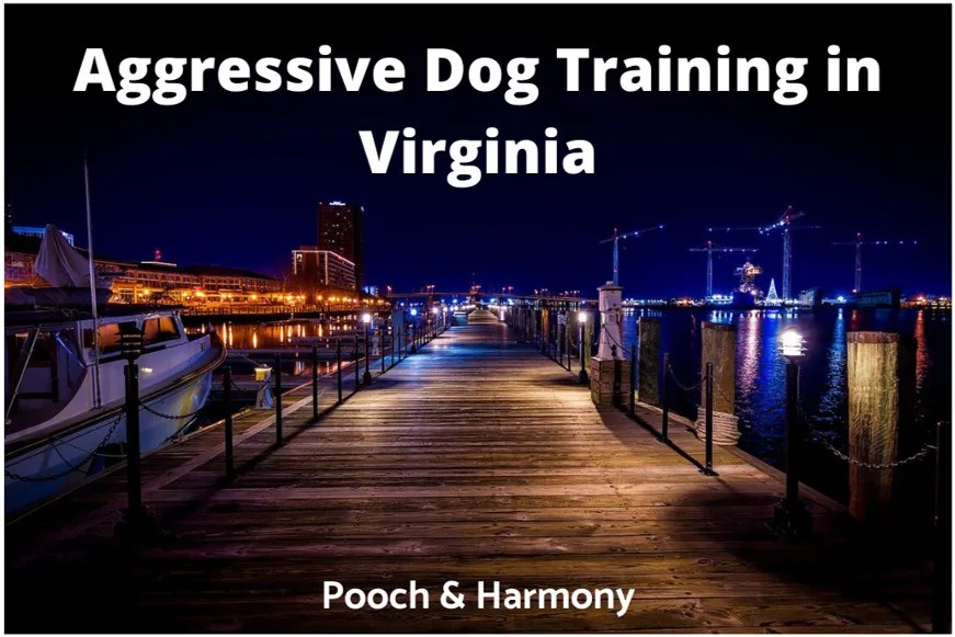 Aggressive Dog Training in Virginia Pooch & Harmony