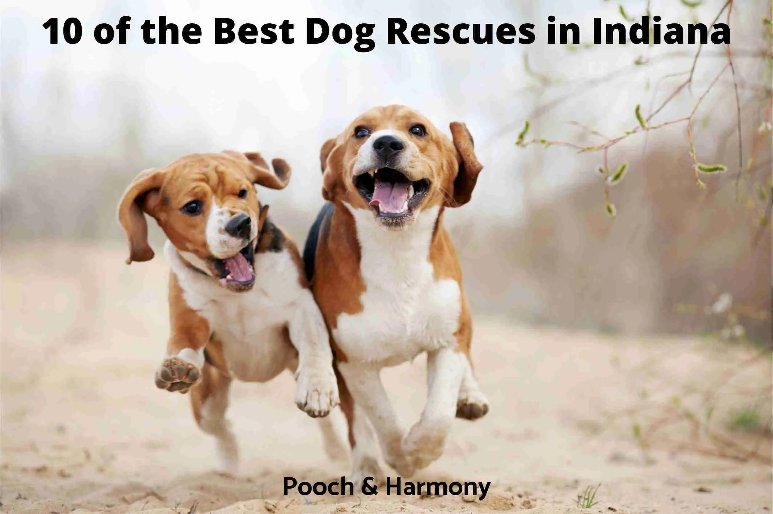 10 of the Most Popular Dog Rescues in Indiana Pooch & Harmony