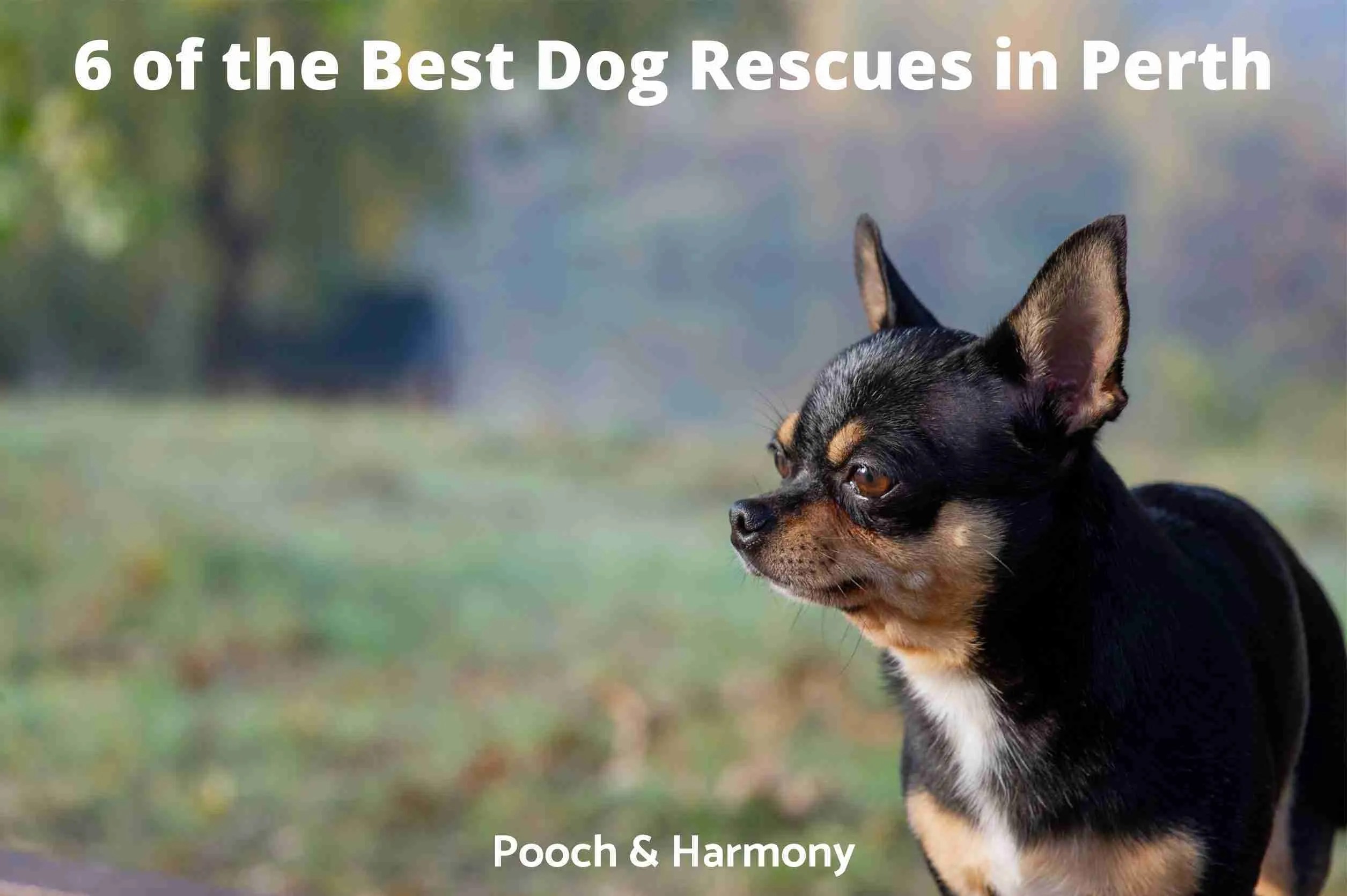 6 of the Best Dog Rescues in Perth Pooch & Harmony