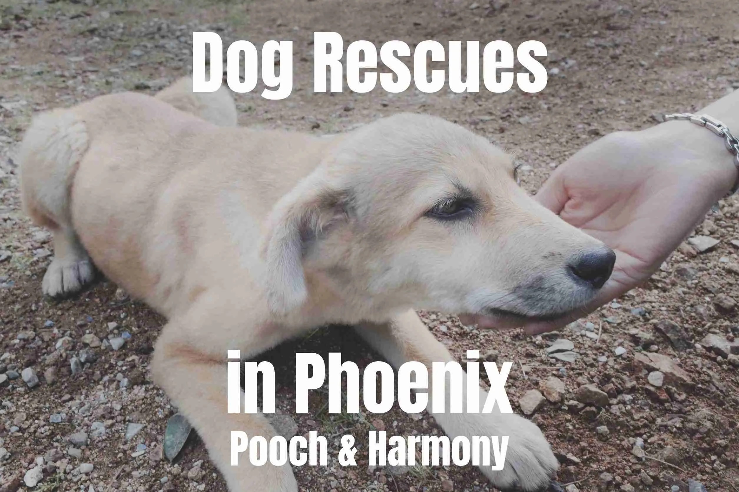 Dog Rescues in Phoenix Pooch & Harmony