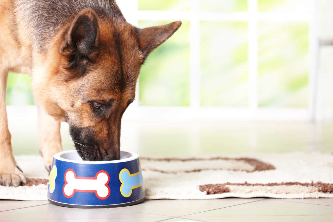How Long Can A Dog Go Without Eating? Pooch Authority