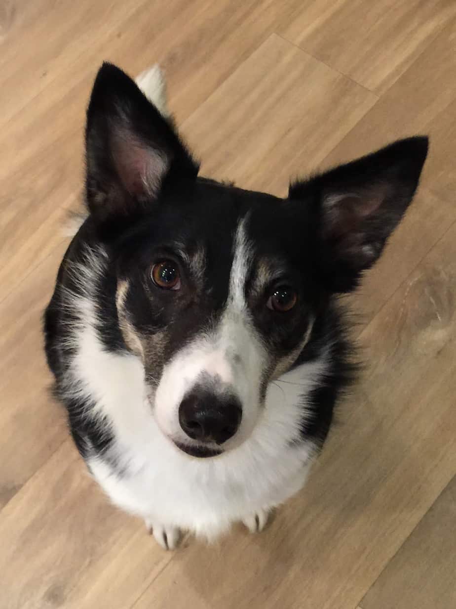 Why Does My Border Collie Stare At Me? Pooch Authority