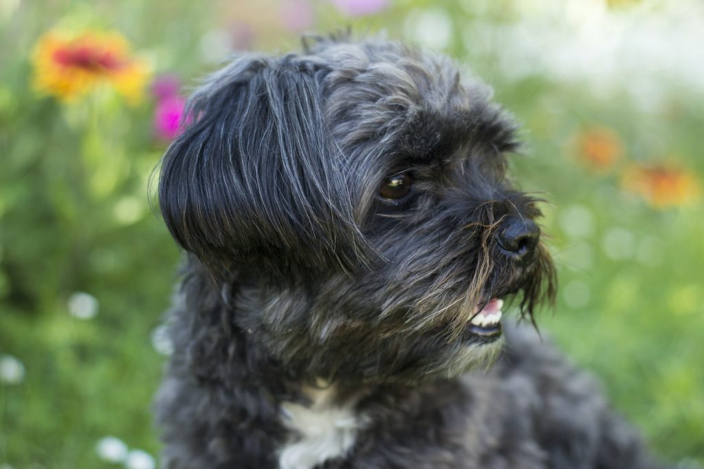 Do Shih Tzu Puppies Shed? Pooch Authority