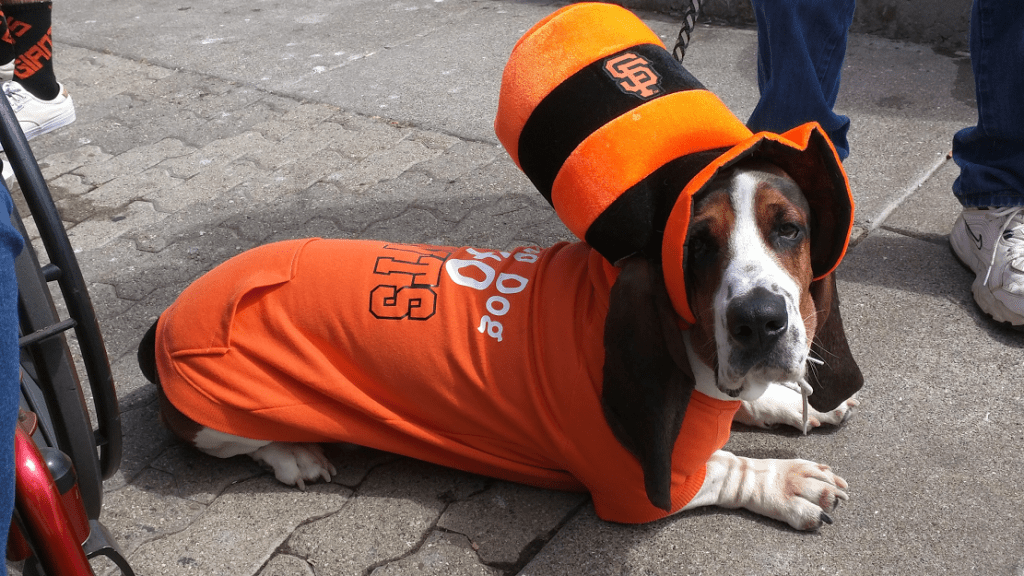 Dogs & Baseball The Pooch Coach