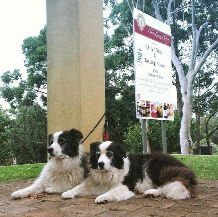 The Berry Farm, Margaret River WA Pooches At Play