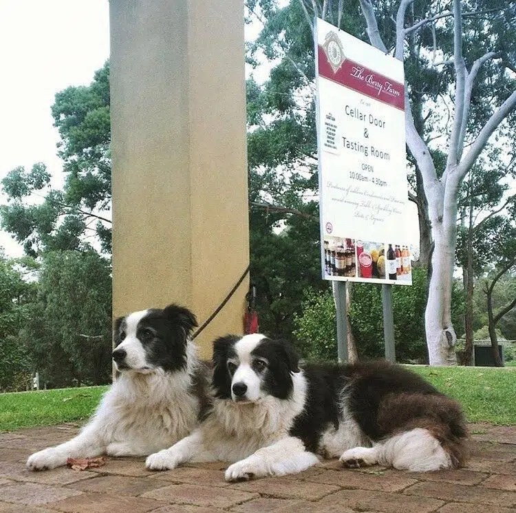 The Berry Farm, Margaret River WA Pooches At Play